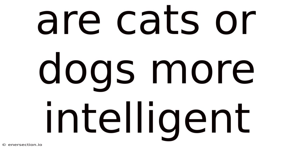 Are Cats Or Dogs More Intelligent