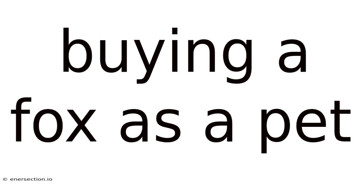 Buying A Fox As A Pet