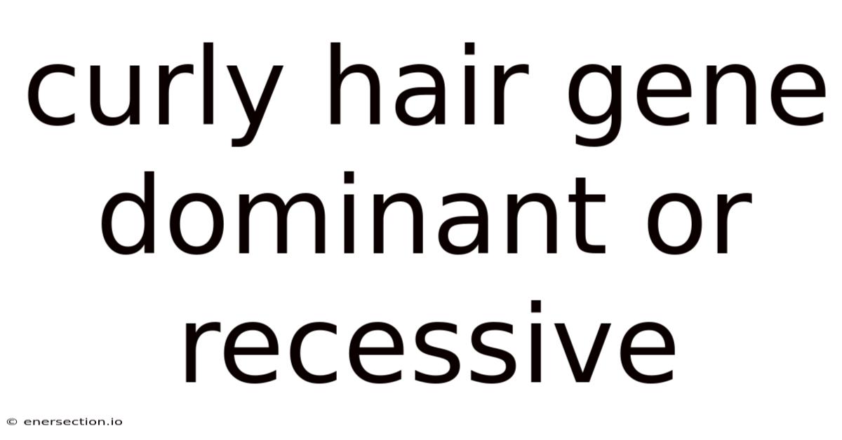 Curly Hair Gene Dominant Or Recessive