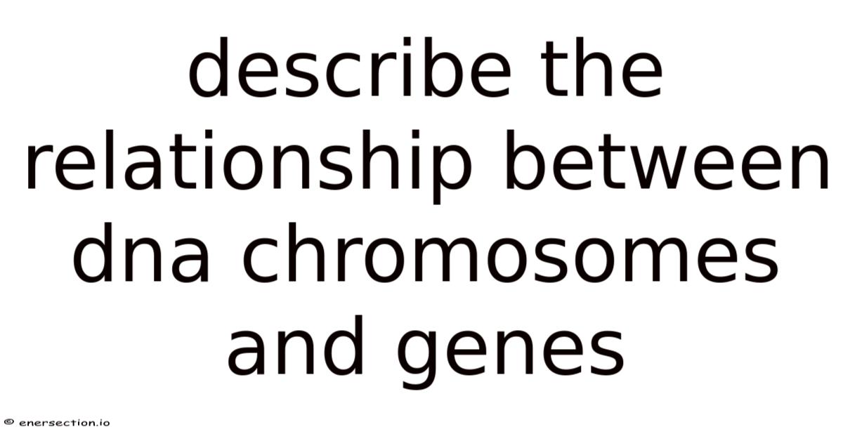 Describe The Relationship Between Dna Chromosomes And Genes