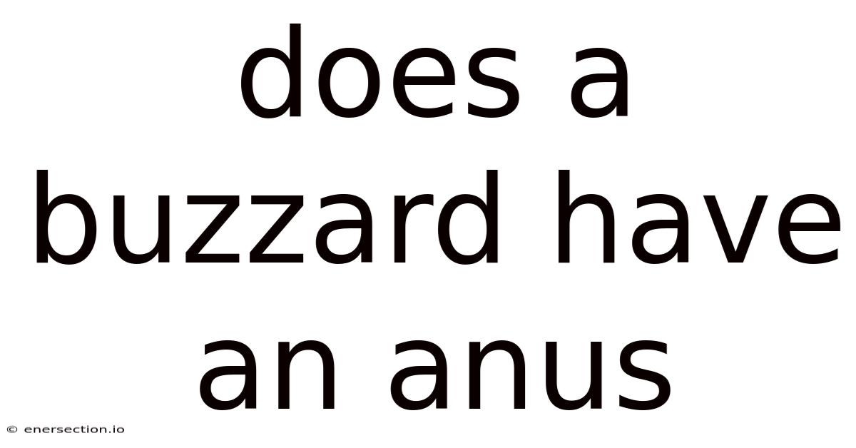 Does A Buzzard Have An Anus