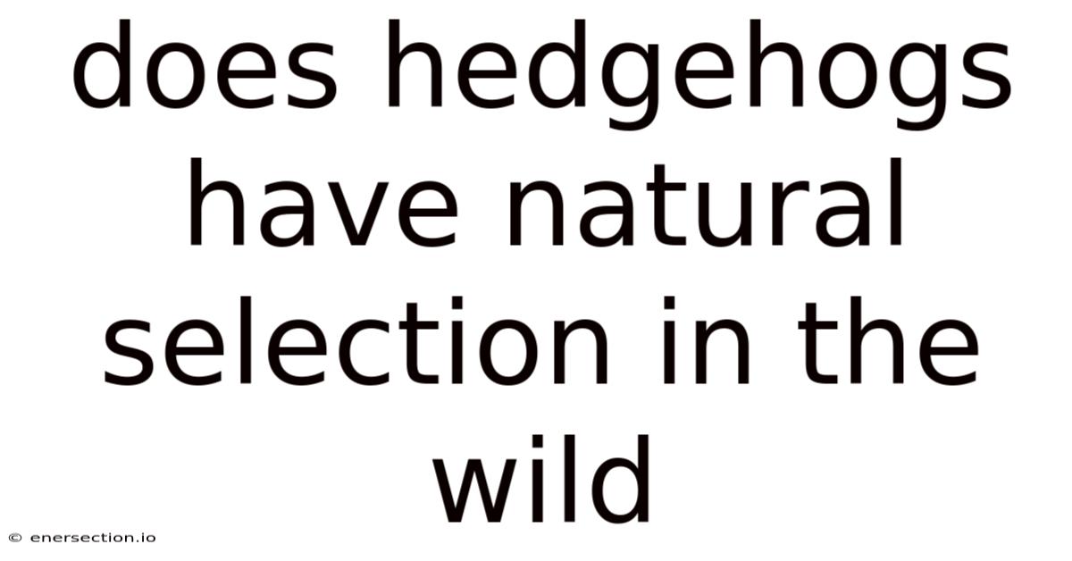 Does Hedgehogs Have Natural Selection In The Wild