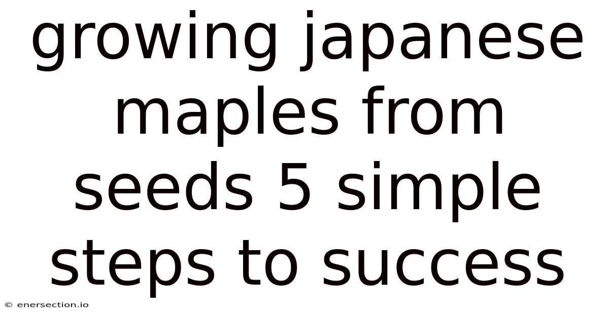 Growing Japanese Maples From Seeds 5 Simple Steps To Success