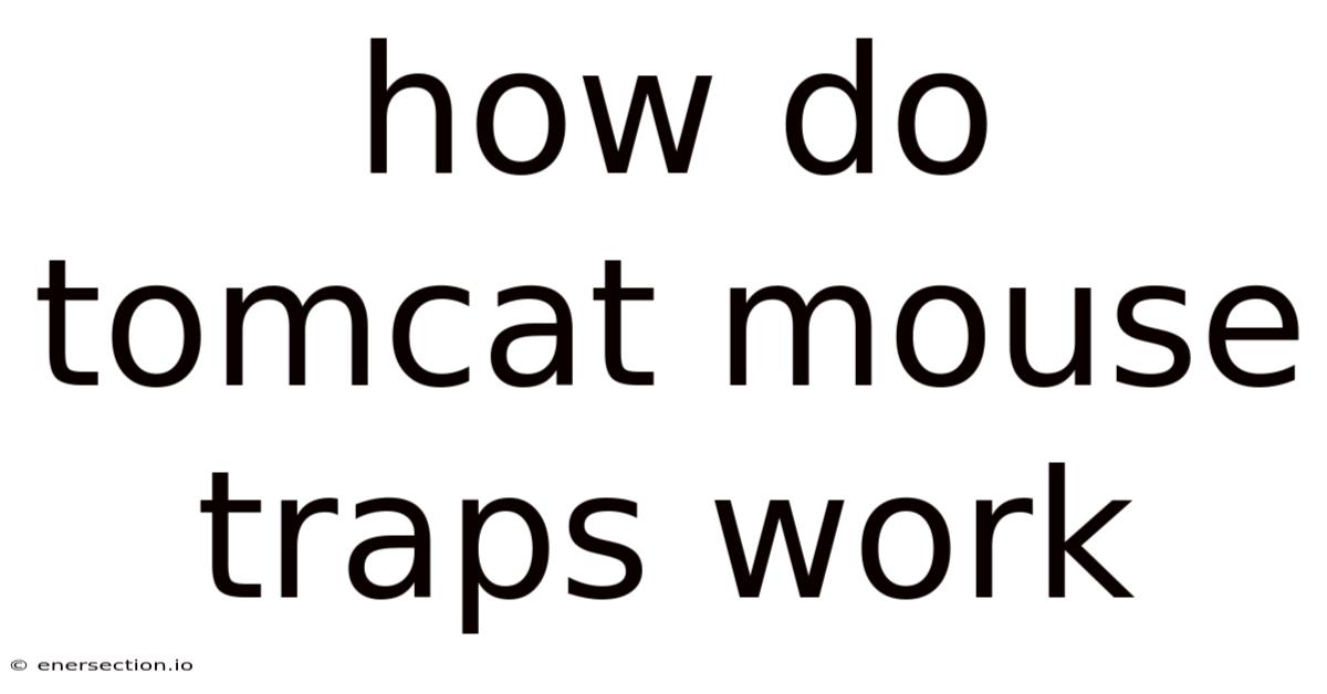 How Do Tomcat Mouse Traps Work