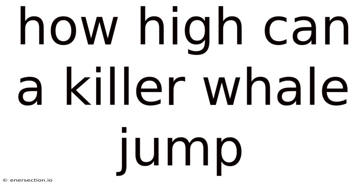 How High Can A Killer Whale Jump
