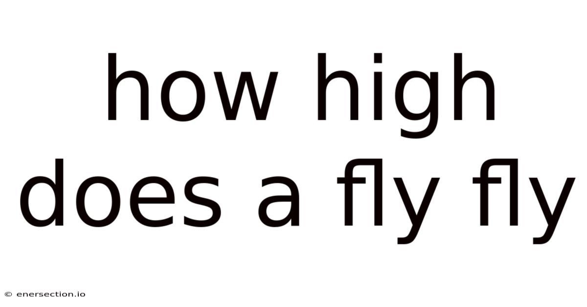 How High Does A Fly Fly