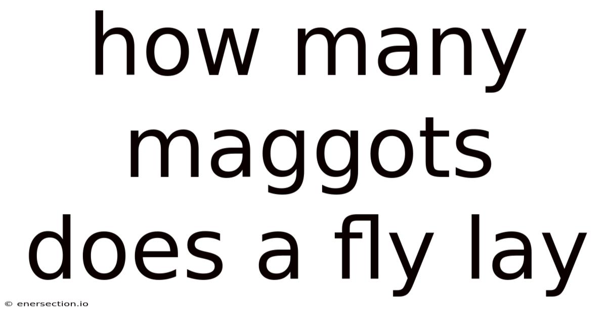 How Many Maggots Does A Fly Lay