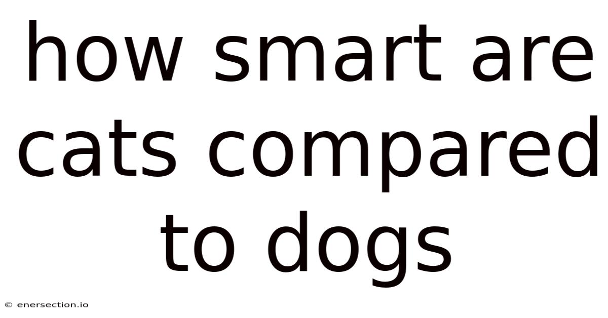 How Smart Are Cats Compared To Dogs
