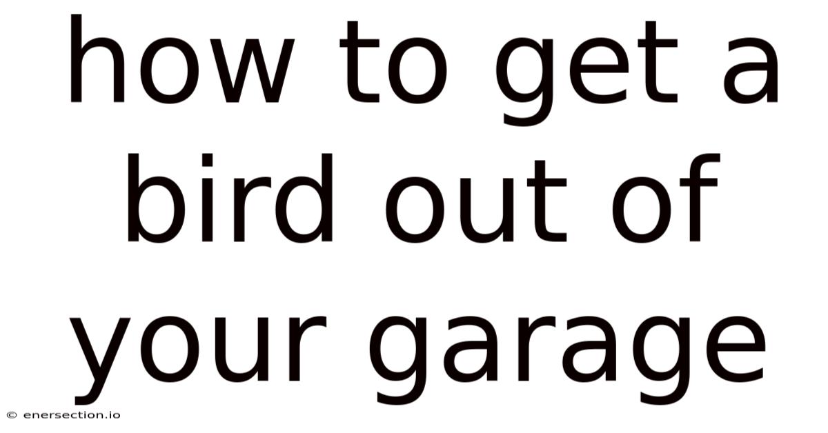 How To Get A Bird Out Of Your Garage