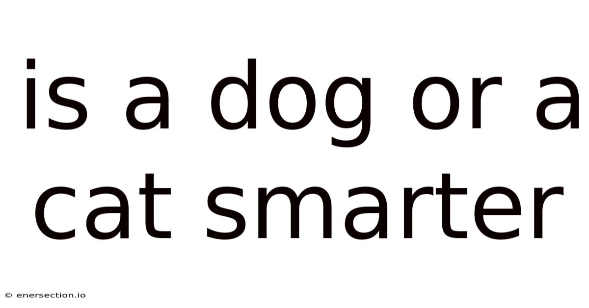 Is A Dog Or A Cat Smarter