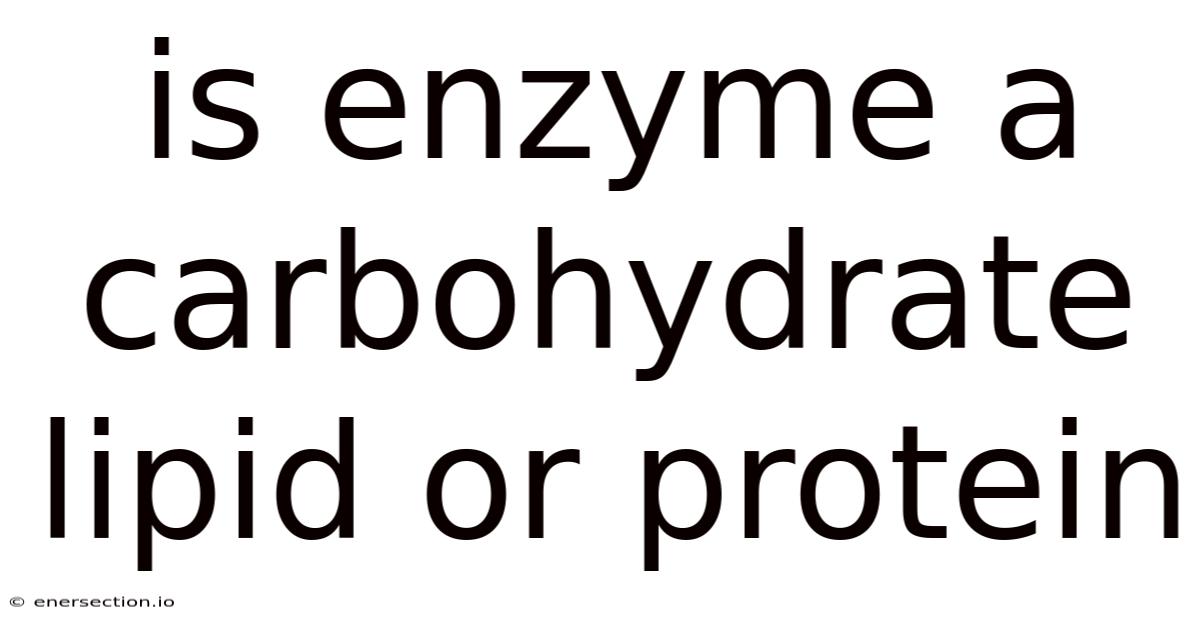 Is Enzyme A Carbohydrate Lipid Or Protein