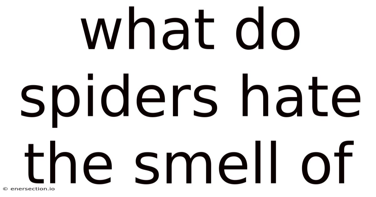 What Do Spiders Hate The Smell Of