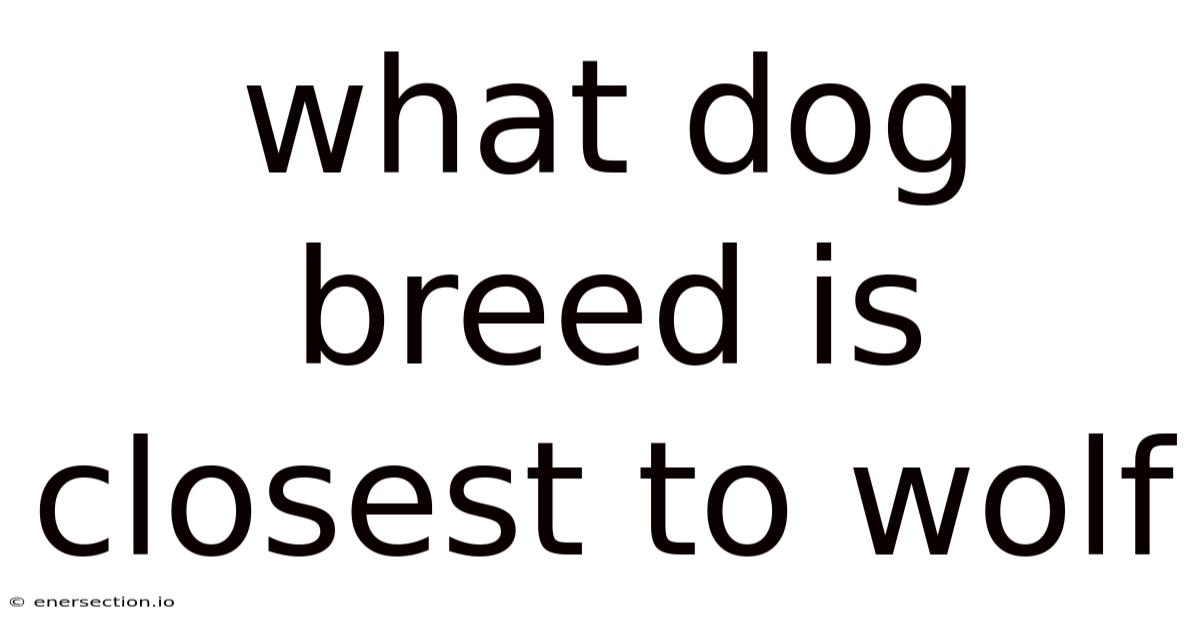 What Dog Breed Is Closest To Wolf