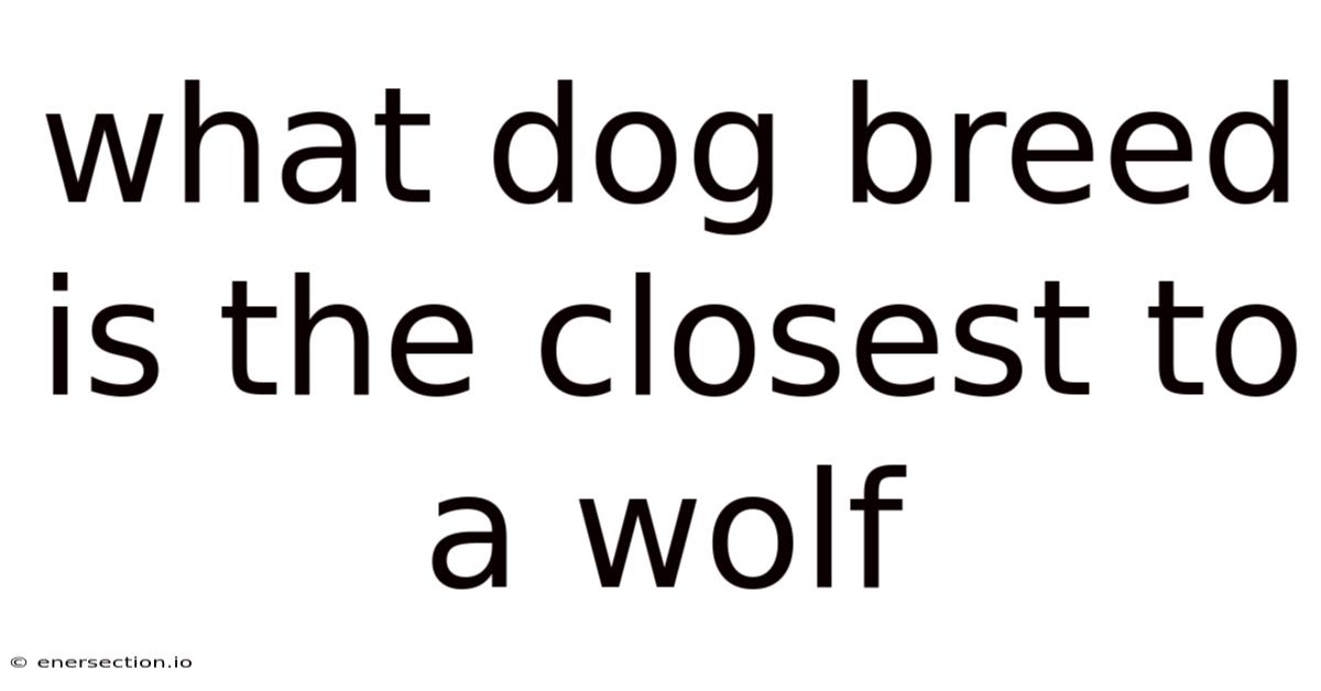 What Dog Breed Is The Closest To A Wolf