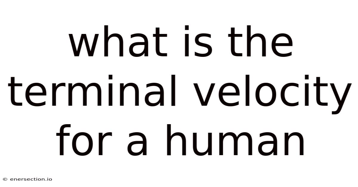 What Is The Terminal Velocity For A Human