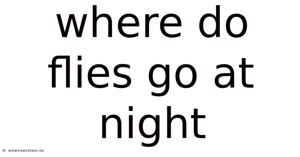 Where Do Flies Go At Night