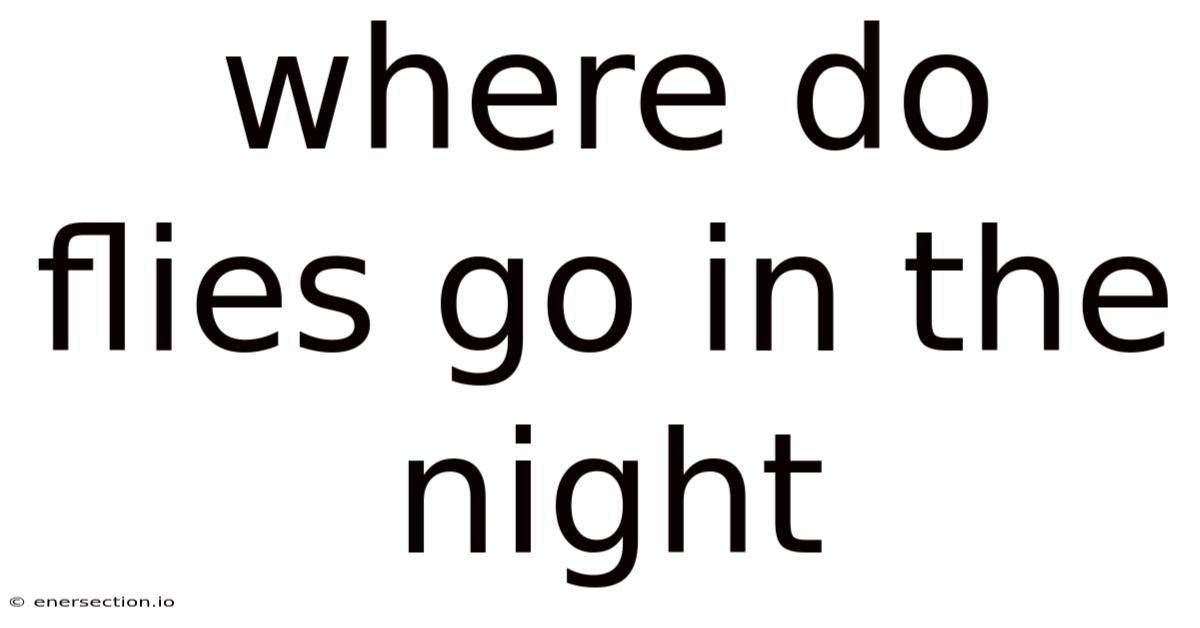 Where Do Flies Go In The Night