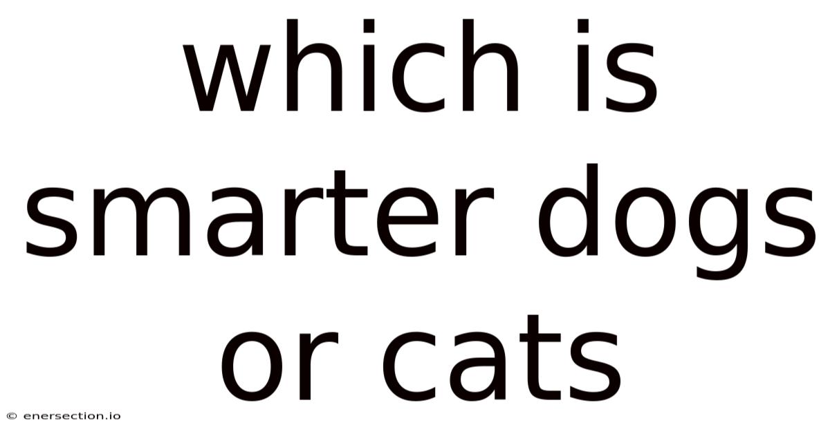 Which Is Smarter Dogs Or Cats