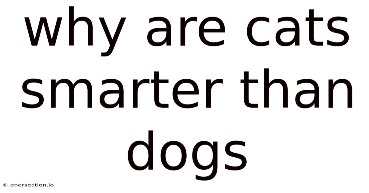 Why Are Cats Smarter Than Dogs