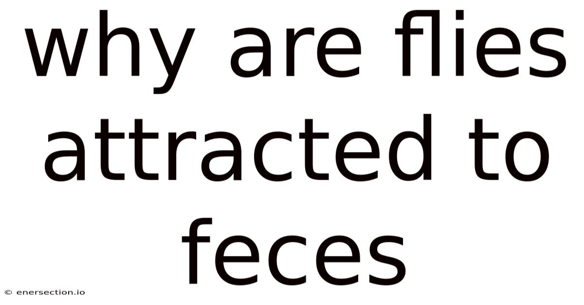 Why Are Flies Attracted To Feces