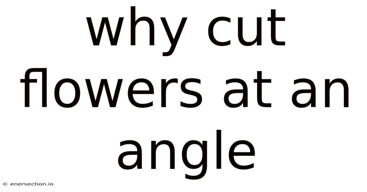 Why Cut Flowers At An Angle