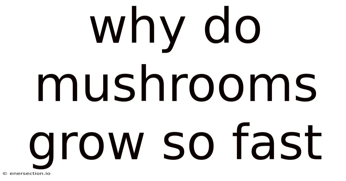 Why Do Mushrooms Grow So Fast
