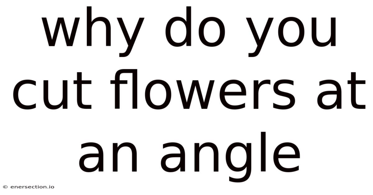 Why Do You Cut Flowers At An Angle