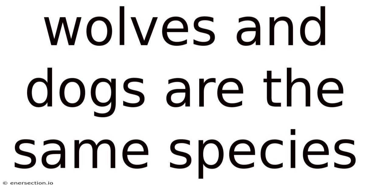 Wolves And Dogs Are The Same Species